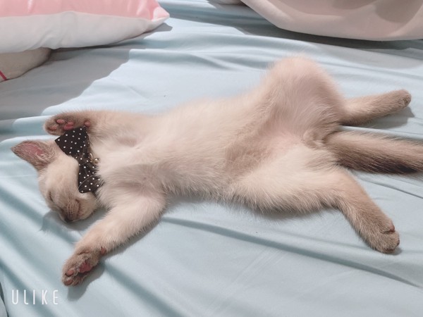 猫 スコティッシュストレート 小太郎の写真