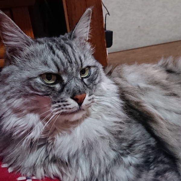猫 メインクーン モコの写真