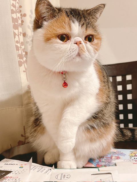 猫 エキゾチックショートヘア 稚奈(ちな)の写真