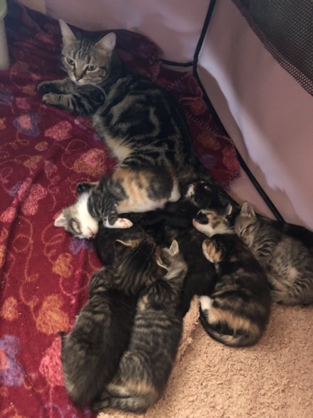 横になるママ猫と、その後ろの7匹の子猫たち
