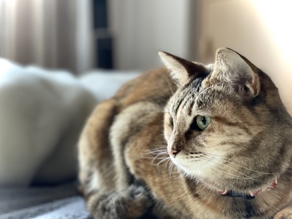 猫 キジトラ チャコの写真