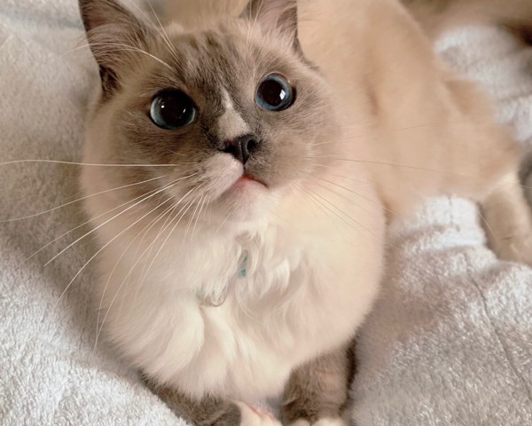 猫 ラグドール オレオの写真