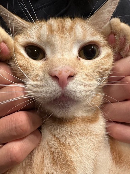 猫 アメリカンショートヘア サウザーの写真