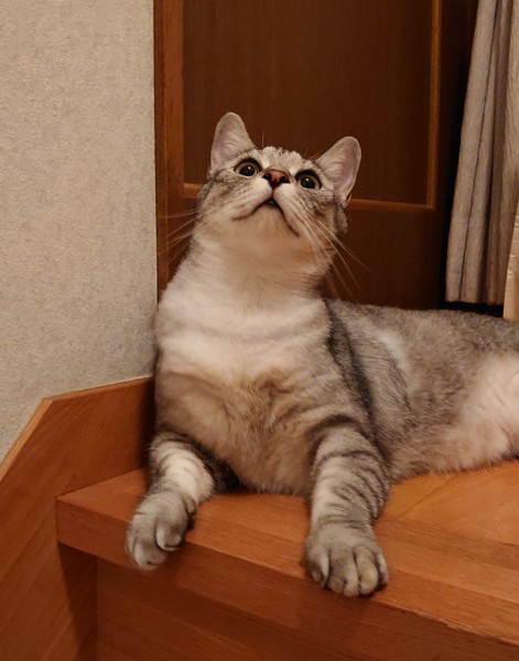 猫 サバトラ おにいちゃんの写真