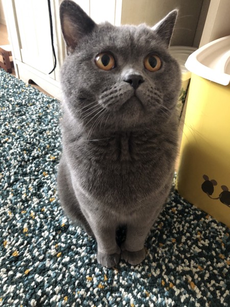猫 ブリティッシュショートヘア サスケの写真