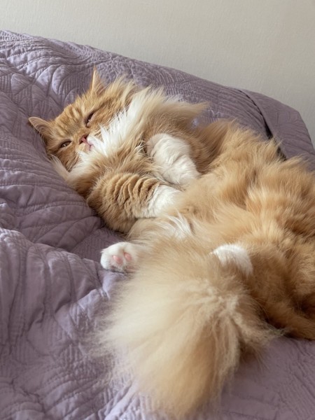 猫 マンチカン リオンの写真