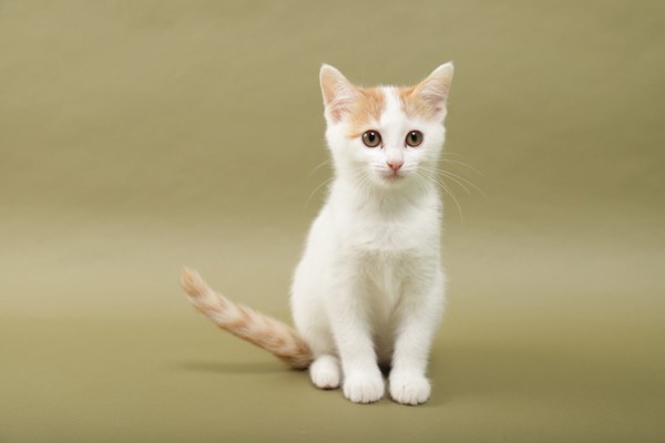 猫 日本猫 來璃夢（くりむ）の写真