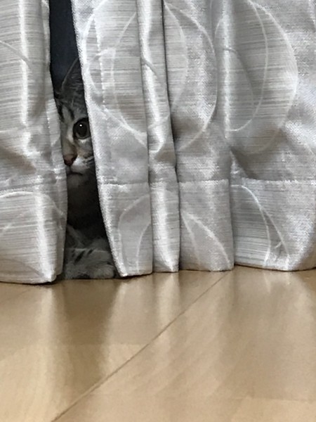 陰に潜む猫