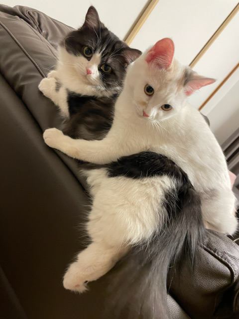 猫 マンチカン ロナとラキの写真