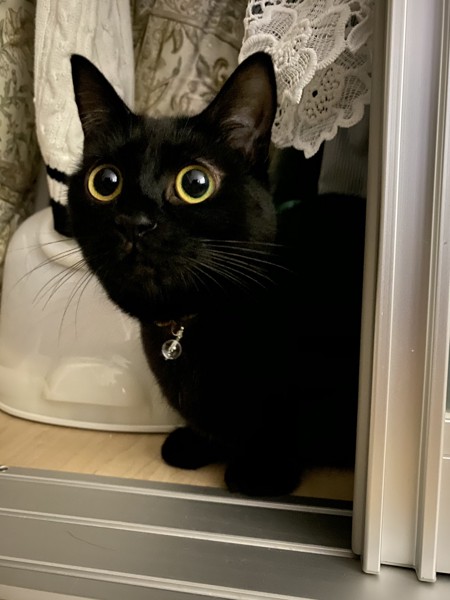 黒目がホラーな猫