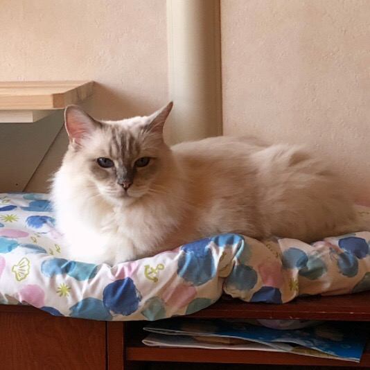 猫 ラグドール ルナの写真