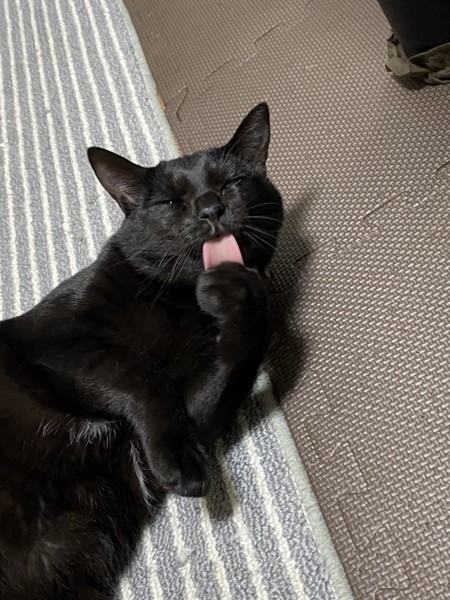 猫 黒猫 ジジの写真