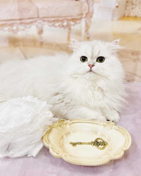 猫 チンチラペルシャ ミルクの写真