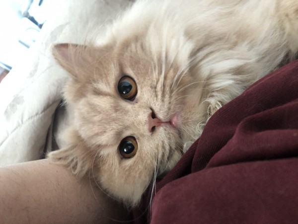 猫 ペルシャ ポメ太郎の写真