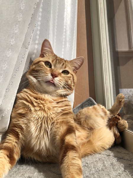 猫 マンチカン バロンの写真