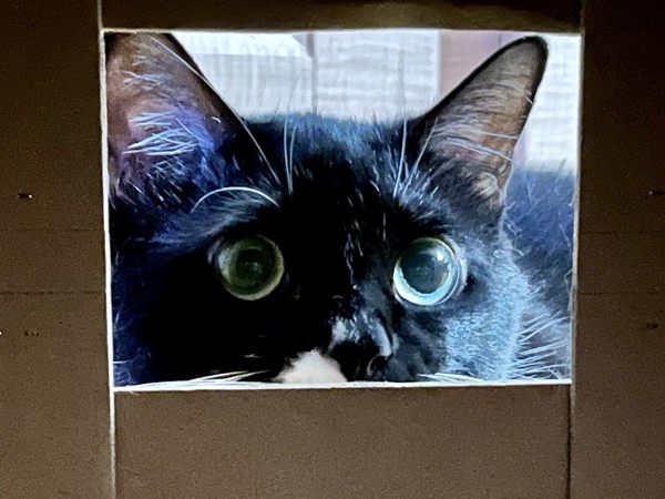 猫 黒ブチ さぬきの写真