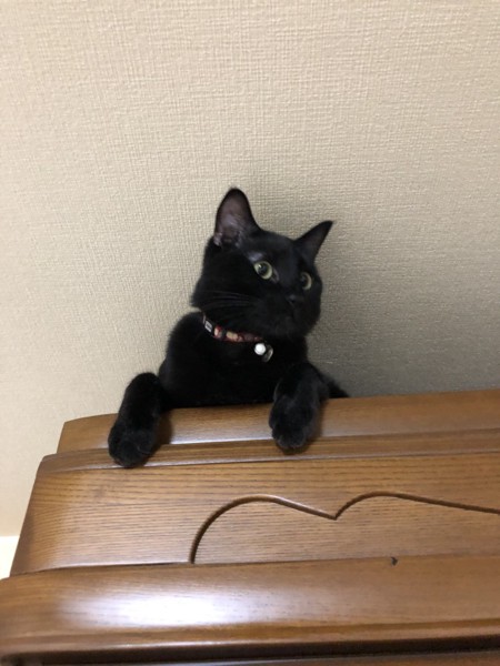 猫 黒猫 むぎの写真