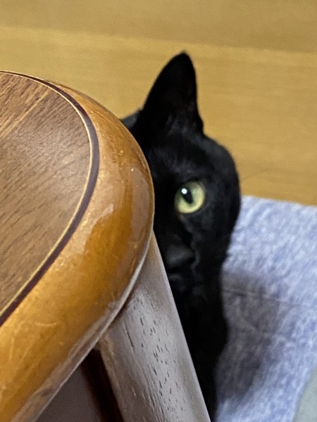 猫 黒猫 ミルクの写真