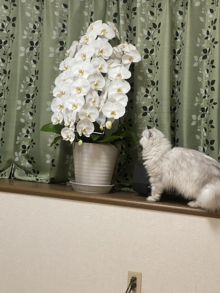 猫 ペルシャ リリーの写真