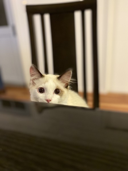 猫 ラグドール レオの写真