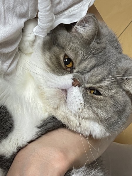 猫 エキゾチックショートヘア めめちゃんの写真