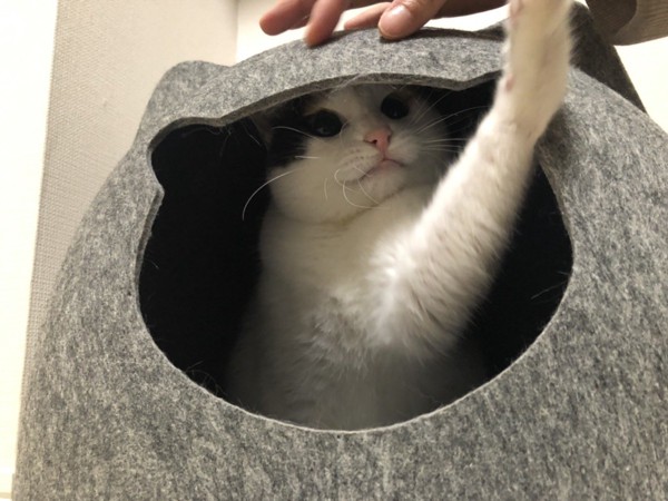 猫 ミックス チョビ子の写真