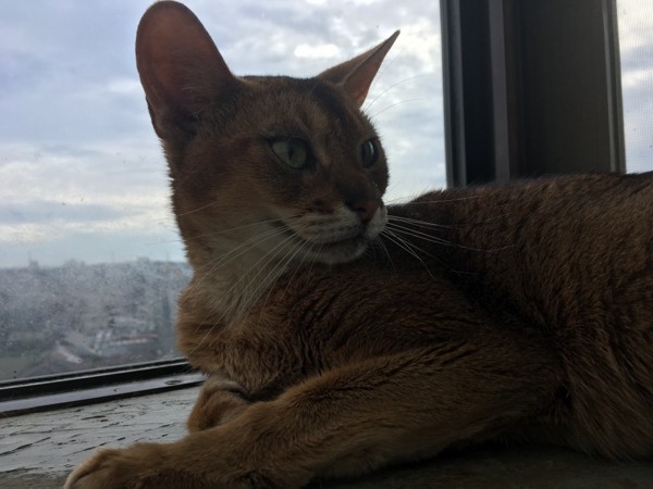 猫 アビシニアン ソフィアの写真
