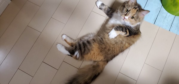 猫 サイベリアン リプの写真