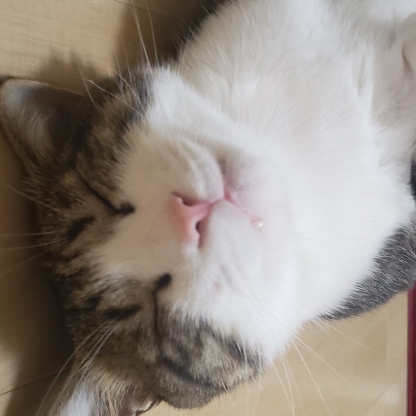 爆睡してるハチワレ猫