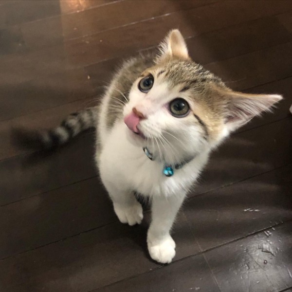猫 キジシロ ソナの写真