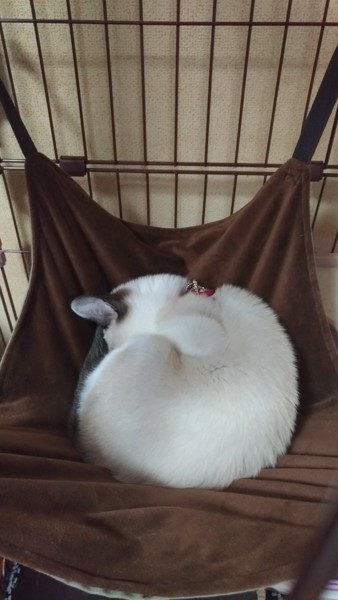 まんまるな寝姿の白い猫
