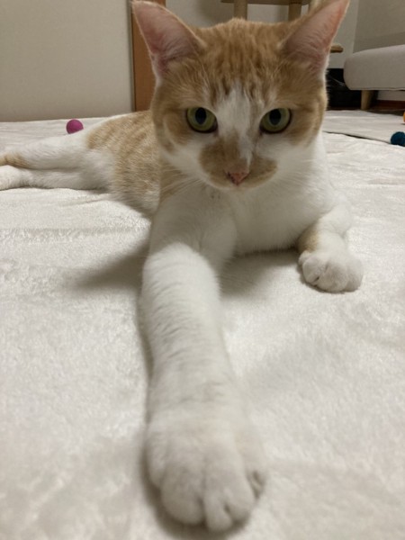 猫 茶白トラ ちぃ子の写真