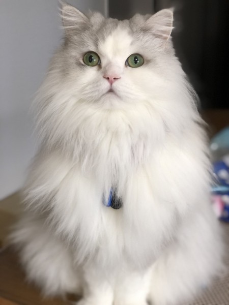 猫 サイベリアン マミの写真