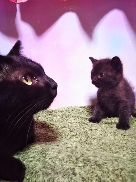 向かい合う黒猫と子猫