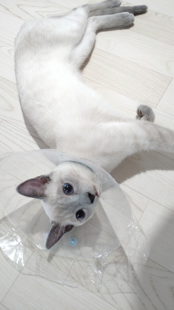 猫 ロシアンブルー シラスの写真