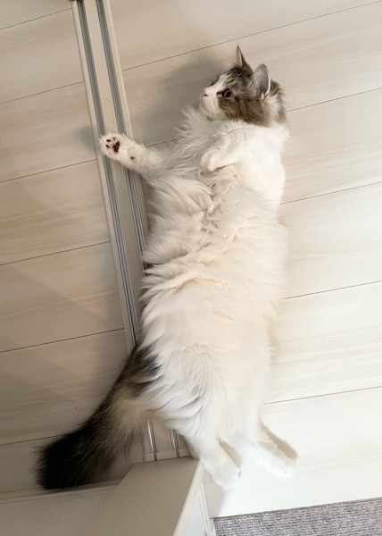 猫 ノルウェージャンフォレストキャット マハロの写真