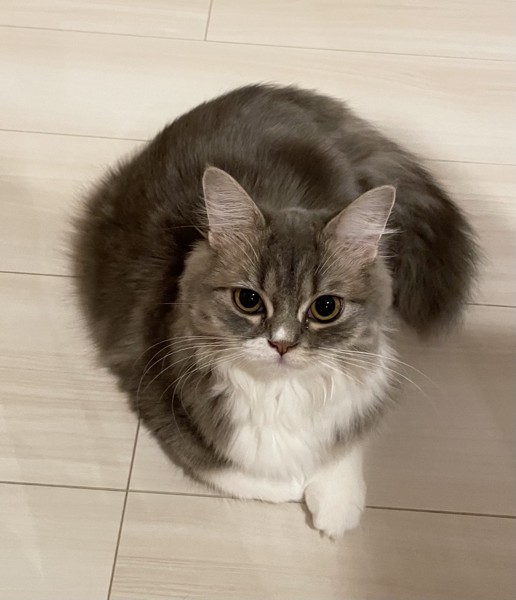 猫 ラガマフィン メルの写真