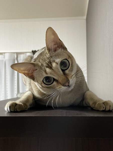 猫 シンガプーラ ヒメちゃんの写真