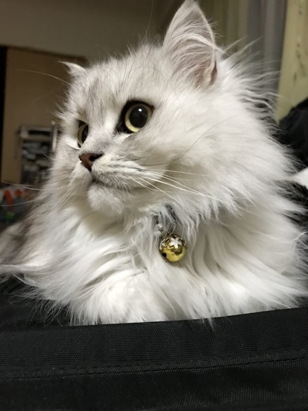 猫 チンチラペルシャ アオの写真