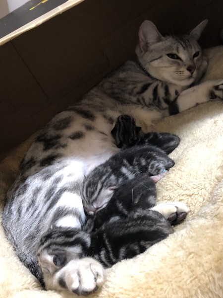 4匹の子猫に授乳するママ猫