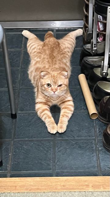 猫 スコティッシュフォールド ビビの写真