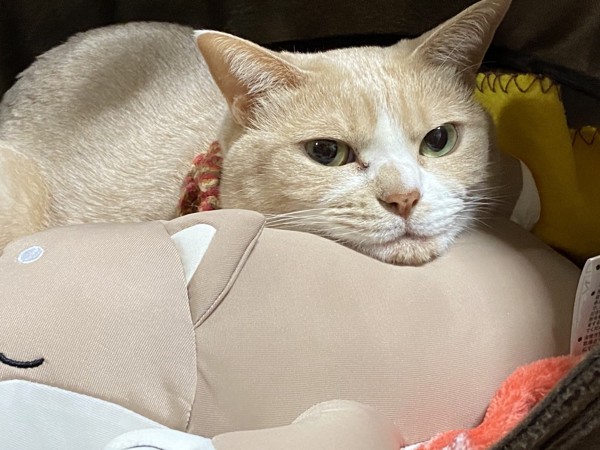 猫 茶白トラ ミィちゃんの写真
