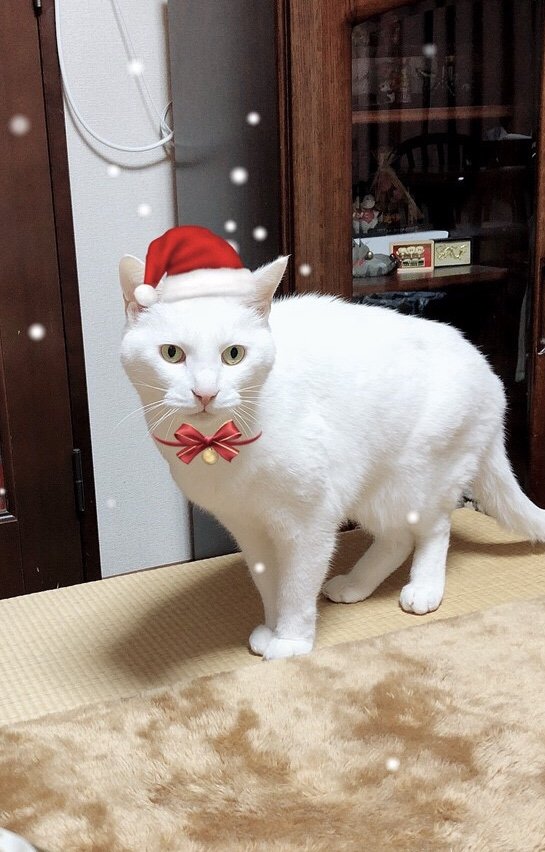 サンタ白猫