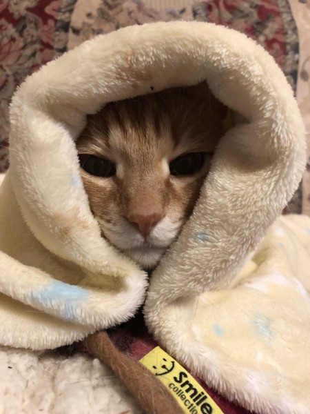 毛布でぬくぬくする猫
