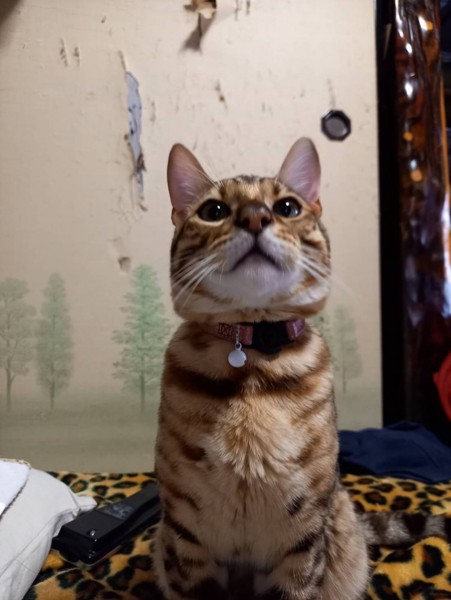 猫 ベンガル 㐂百の写真