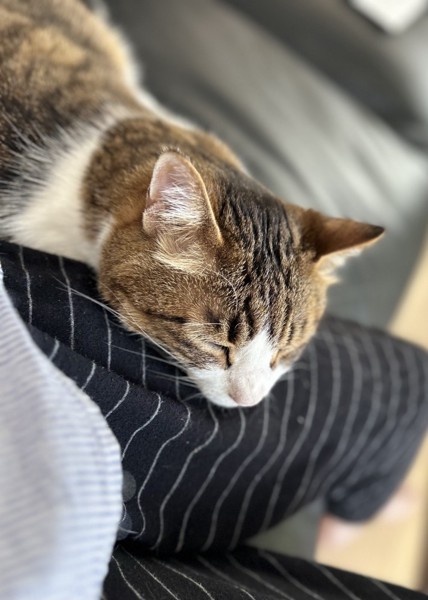 猫 キジシロ ノキアの写真