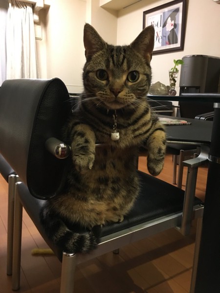 猫 アメリカンショートヘア 銀次郎の写真