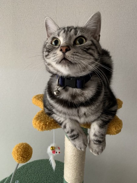 猫 アメリカンショートヘア テオの写真
