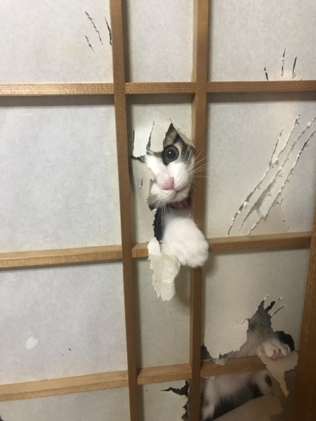 猫 キジシロ すずちゃんの写真