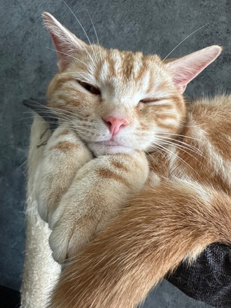 猫 アメリカンショートヘア サウザーの写真